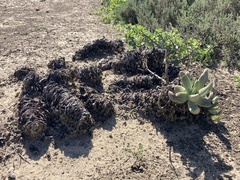 Dudleya cultrata