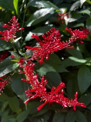 Odontonema
