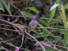 Pycnonotus barbatus tricolor