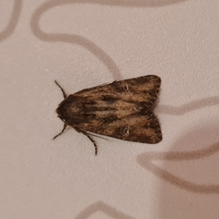 Mniotype occidentalis