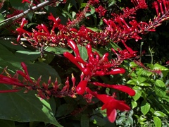 Odontonema
