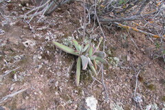 Crassula cotyledonis