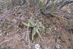 Crassula cotyledonis