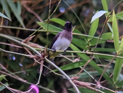 Pycnonotus barbatus tricolor