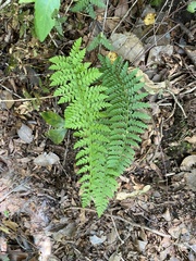 Polystichum chilense