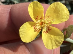 Eulobus crassifolius