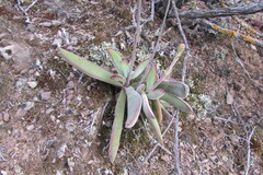Crassula cotyledonis