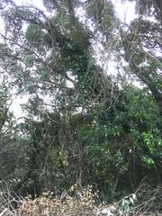 Parsonsia heterophylla