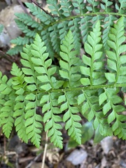 Polystichum chilense