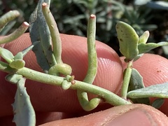 Eulobus crassifolius