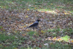 Corvus cornix