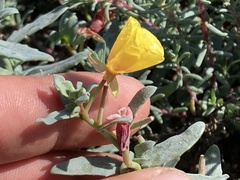 Eulobus crassifolius