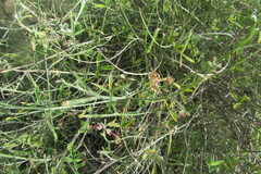 Indigofera complicata