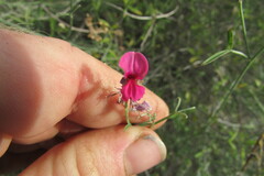 Indigofera complicata
