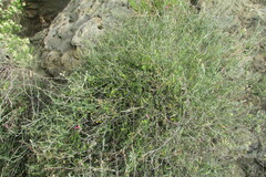 Indigofera complicata