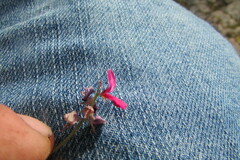 Indigofera complicata