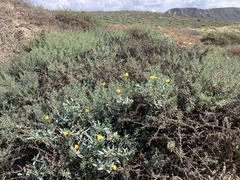Eulobus crassifolius