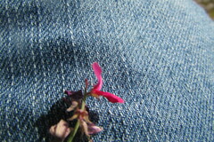 Indigofera complicata