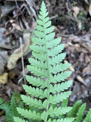 Polystichum chilense