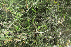 Indigofera complicata