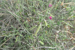 Indigofera complicata