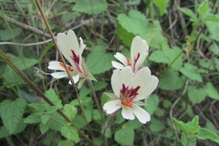 Pelargonium articulatum
