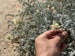 Astragalus anemophilus
