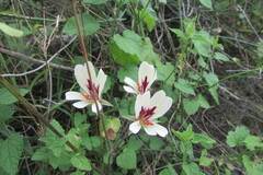 Pelargonium articulatum