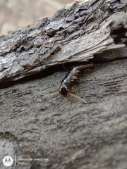 Kalotermitidae