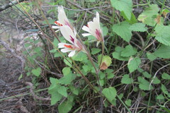 Pelargonium articulatum