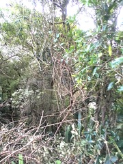 Parsonsia heterophylla