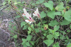 Pelargonium articulatum