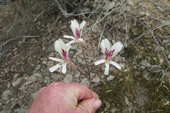 Pelargonium articulatum