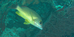 Lutjanus fulvus