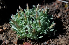Antennaria dimorpha