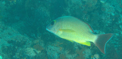 Lutjanus fulvus