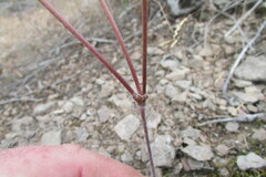 Pelargonium articulatum