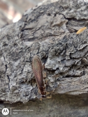 Kalotermitidae