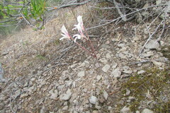 Pelargonium articulatum