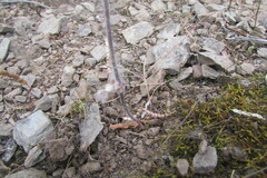 Pelargonium articulatum