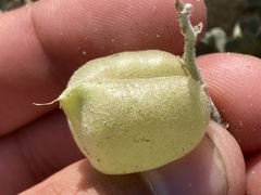 Astragalus anemophilus