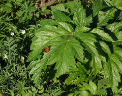 Heracleum dissectum