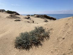 Astragalus anemophilus