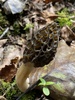 Morchella andinensis - Photo (c) pau_miranda, some rights reserved (CC BY-NC)