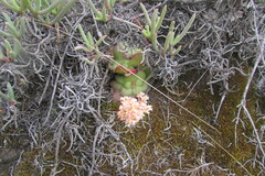 Crassula orbicularis