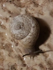 Levantina spiriplana