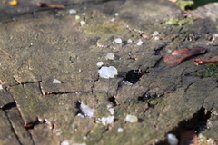 Exidia thuretiana