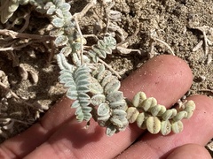 Astragalus anemophilus