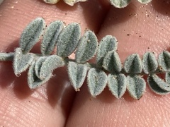 Astragalus anemophilus