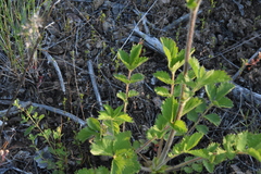 Drymocallis convallaria